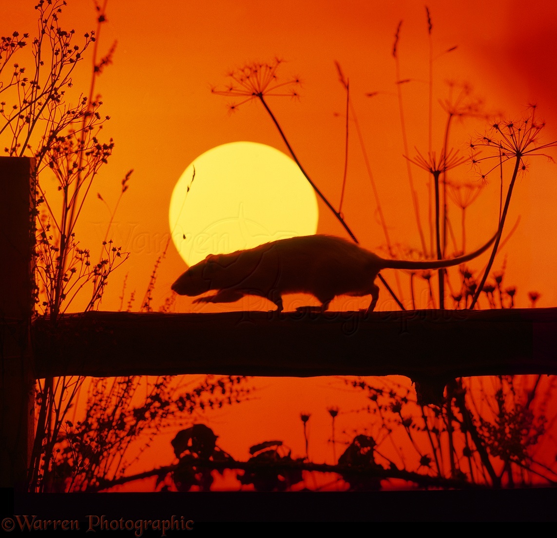 The Stranglers · Rattus Norvegicus · 1977